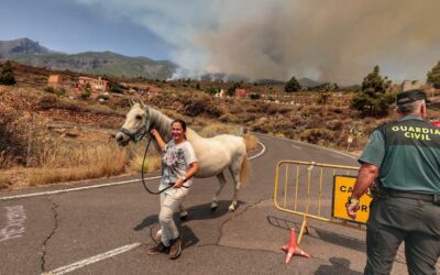 Más de 600 caballos, junto a otros animales de granja, han sido evacuados y realojados por el incendio forestal en Tenerife