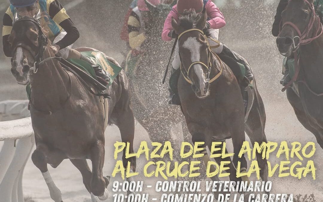 Icod de los Vinos se prepara para acoger la última fase del campeonato de Tenerife de carreras tradicionales de caballos