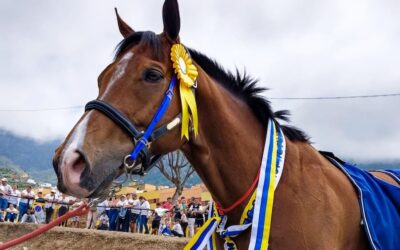 El caballo Nullifier se proclamó Campeón de Canarias de Carreras Tradicionales de Caballos el pasado viernes en Los Realejos