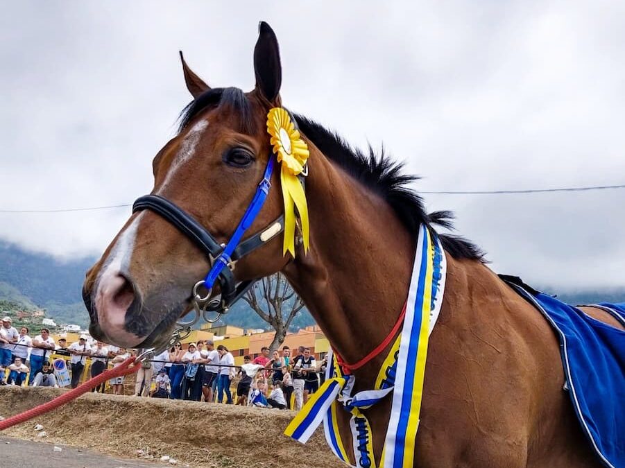 El caballo Nullifier se proclamó Campeón de Canarias de Carreras Tradicionales de Caballos el pasado viernes en Los Realejos