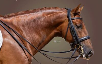 Tacoronte acoge el CDN**, CDT – Copa ANCCE el 15 de agosto en el Club Hípico Los Brezos