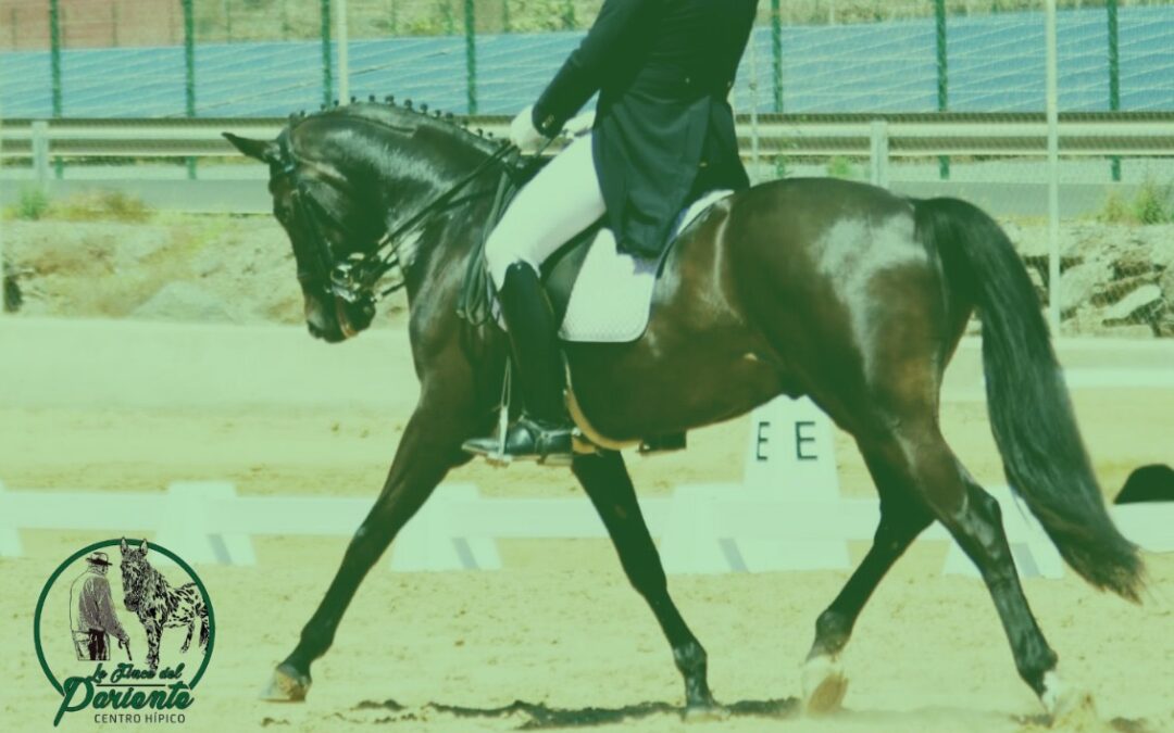 La Finca del Pariente acoge un concurso territorial de doma clásica y paralímpica este sábado en Maspalomas