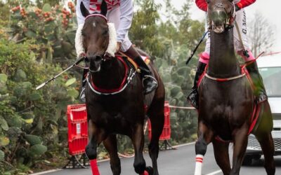 El Amparo acoge el 2 de mayo una nueva jornada de carreras tradicionales de caballos
