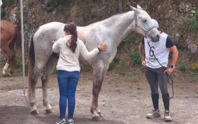 Los Realejos acoge con éxito el VII Raid Hípico de Chanajiga tras su aplazamiento por la borrasca Therese