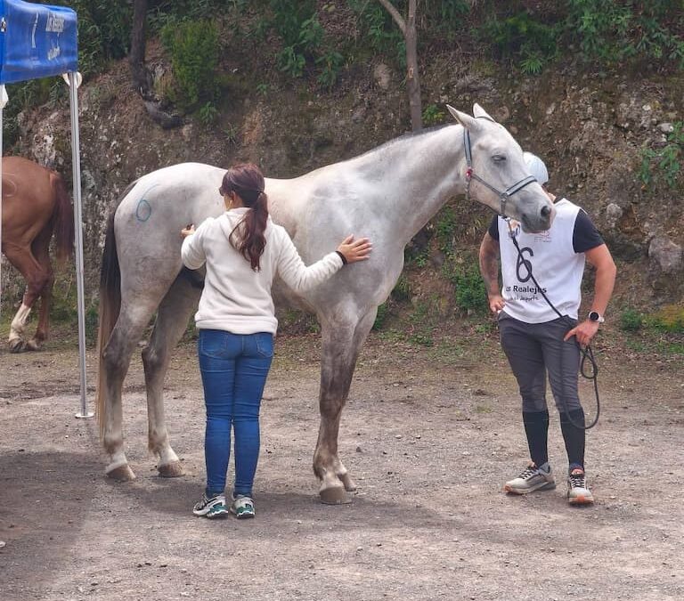 Los Realejos acoge con éxito el VII Raid Hípico de Chanajiga tras su aplazamiento por la borrasca Therese