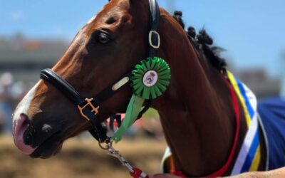 El Campeonato de Canarias de Carreras Tradicionales de Asfalto deja una emocionante jornada de competición en Los Realejos