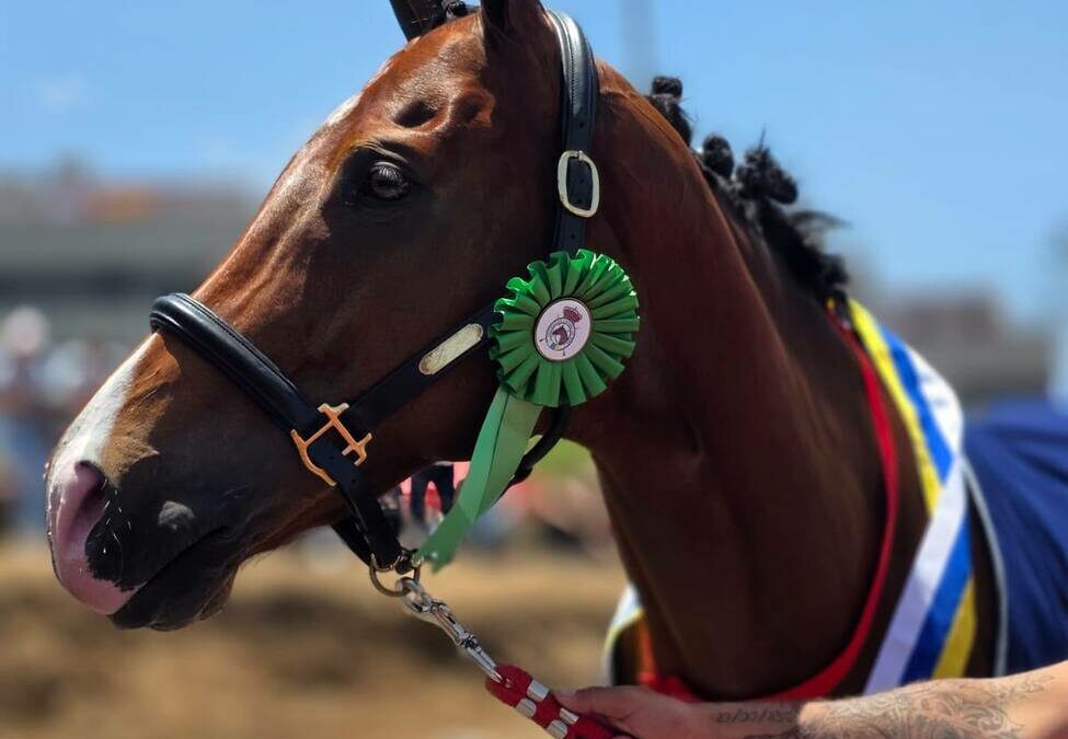 El Campeonato de Canarias de Carreras Tradicionales de Asfalto deja una emocionante jornada de competición en Los Realejos