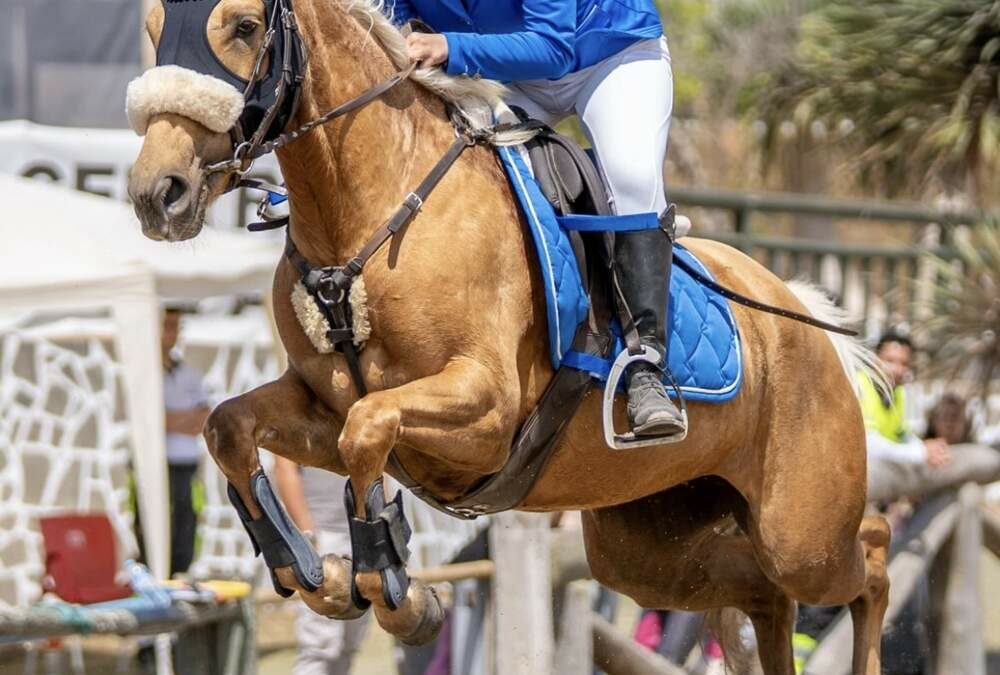 El Club Hípico Ciudad de Arucas acoge una intensa jornada de competición en el concurso territorial de salto de obstáculos celebrado con motivo del día de San Juan